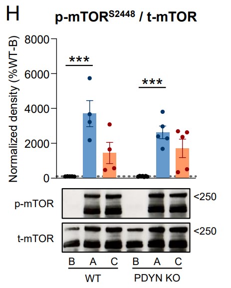 Cortical immunodensities of activated p-Ser2448 mTOR in WT and PDYN-KO mice exposed to acute restraint.jpg